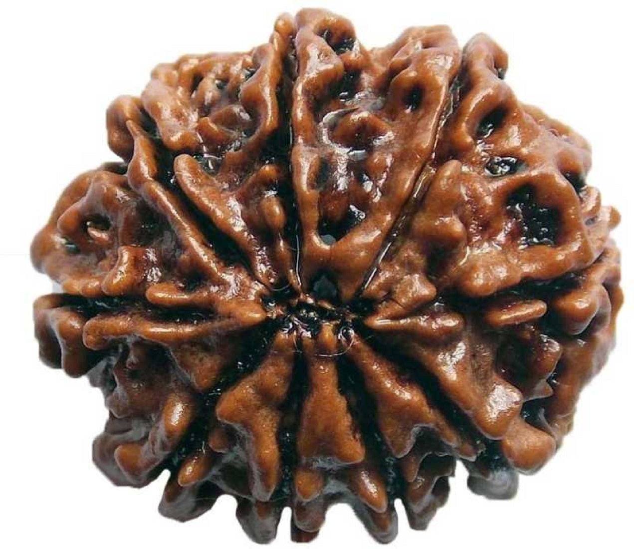 ShivaRatna 9 Mukhi Nepali Rudraksha Made in Pure Silver Cap - Lab Certified