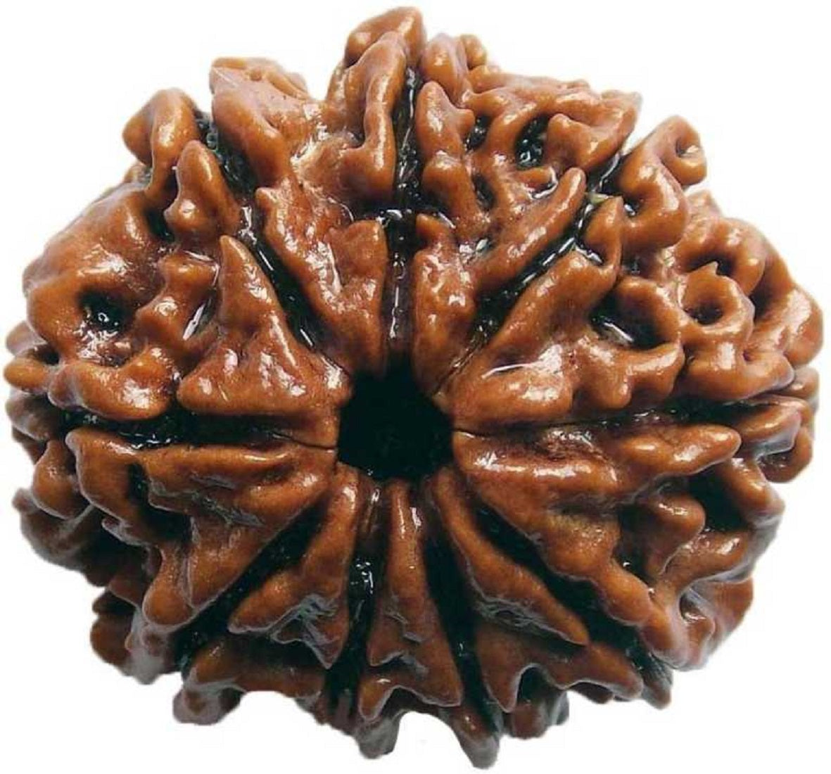 ShivaRatna 9 Mukhi Nepali Rudraksha Made in Pure Silver Cap - Lab Certified