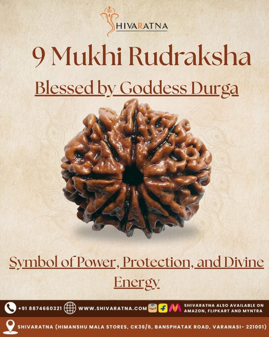 ShivaRatna 9 Mukhi Rudraksha – Certified Nepali Bead, Well-Formed and Fully Matured with X-Ray Verification