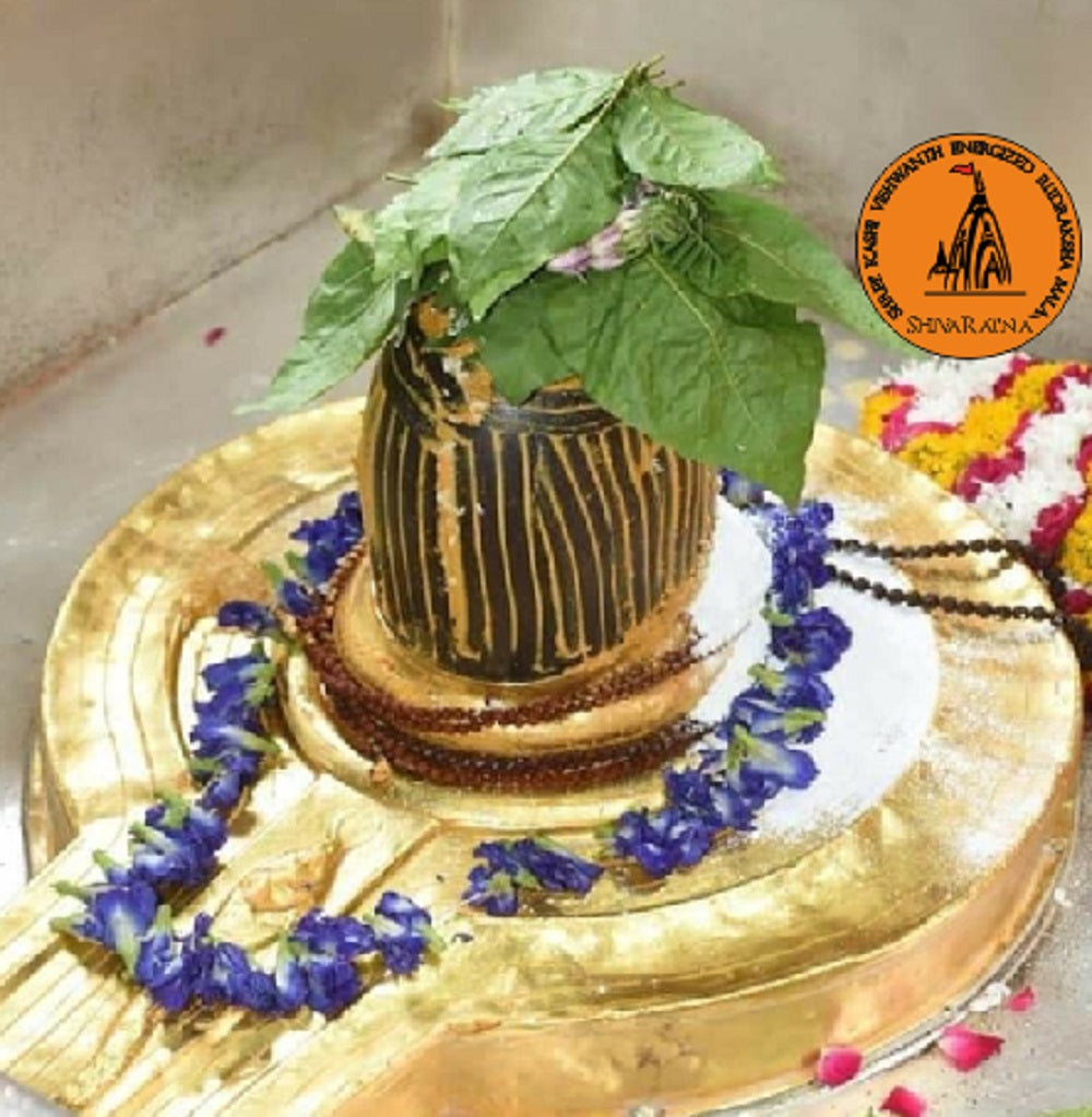 ShivaRatna Energized Rudraksha Mala 108+1 Beads ( Energized From Kashi Viswanaath Temple With Bhasmi & Belpatra )