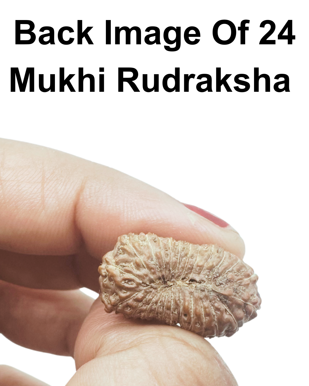 ShivaRatna 24 Mukhi Rudraksha with Certificate of Authenticity (Elite Range)
