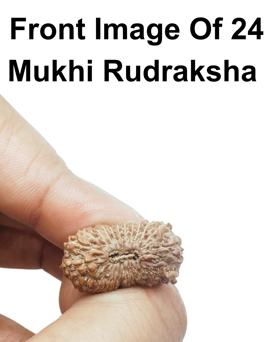 hand picked 24 mukhi rudraksha from most trusted brand
