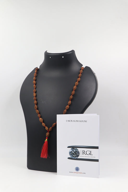 ShivaRatna 2 Mukhi Rudraksha Mala (54+1 Beads ) - Lab Certified