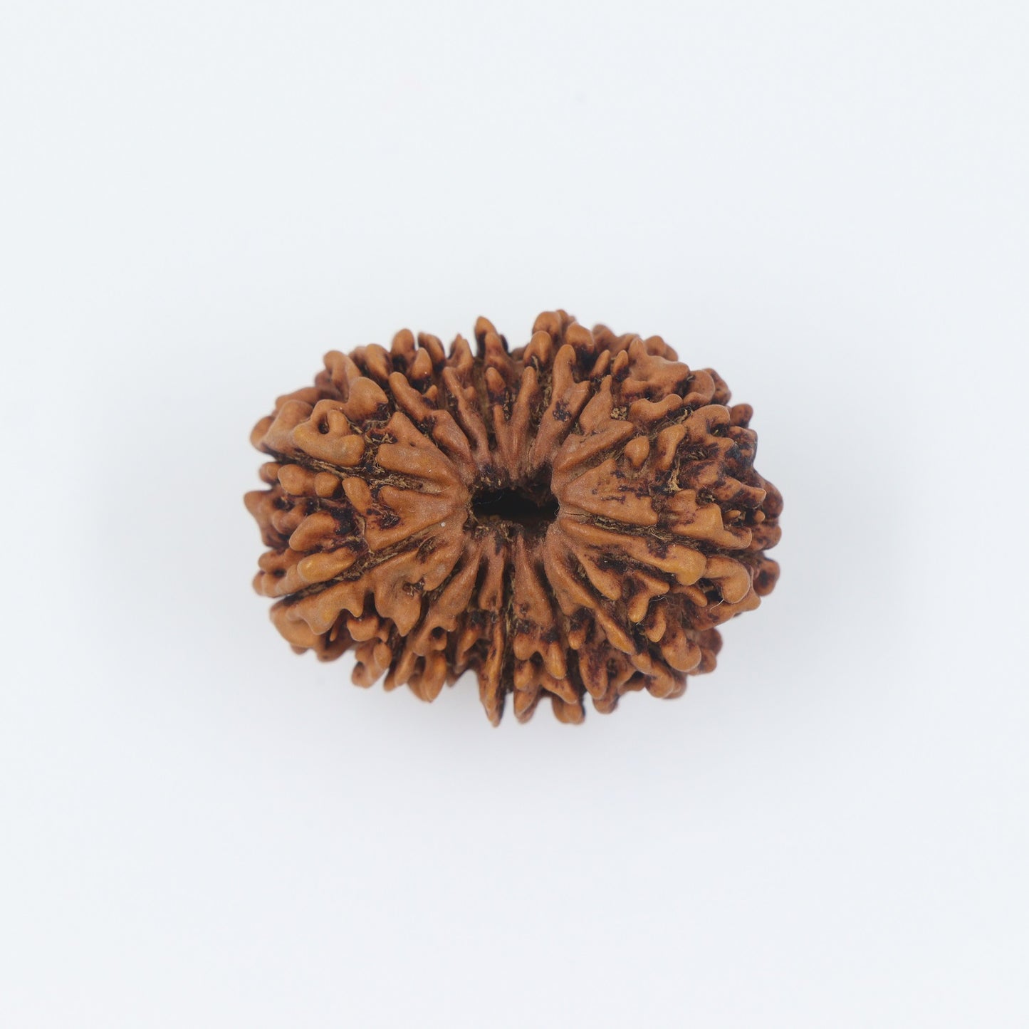 orignal rudraksha