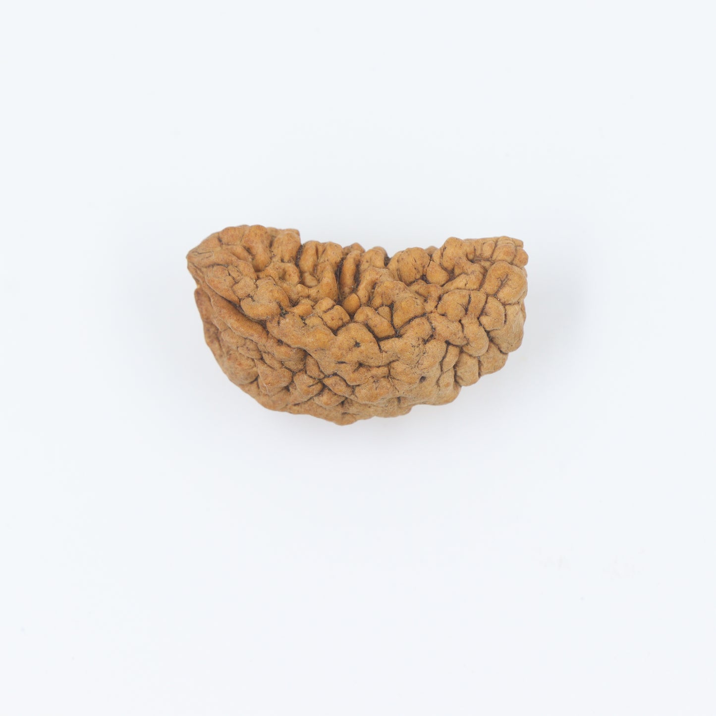 1 mukhi orignal rudraksha price