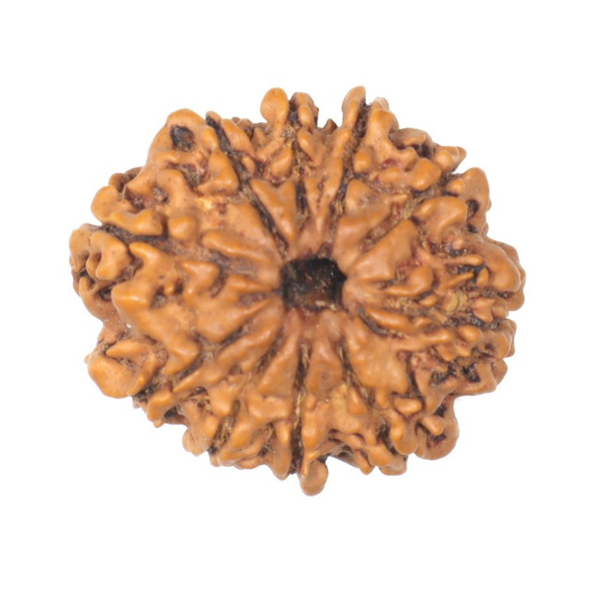handpicked 10mukhi