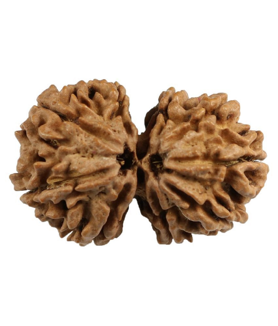 ShivaRatna Gauri Shankar Rudraksha - Certified - Nepal (Mature & Premium Bead) with Strong Natural Joint - ShivaRatna