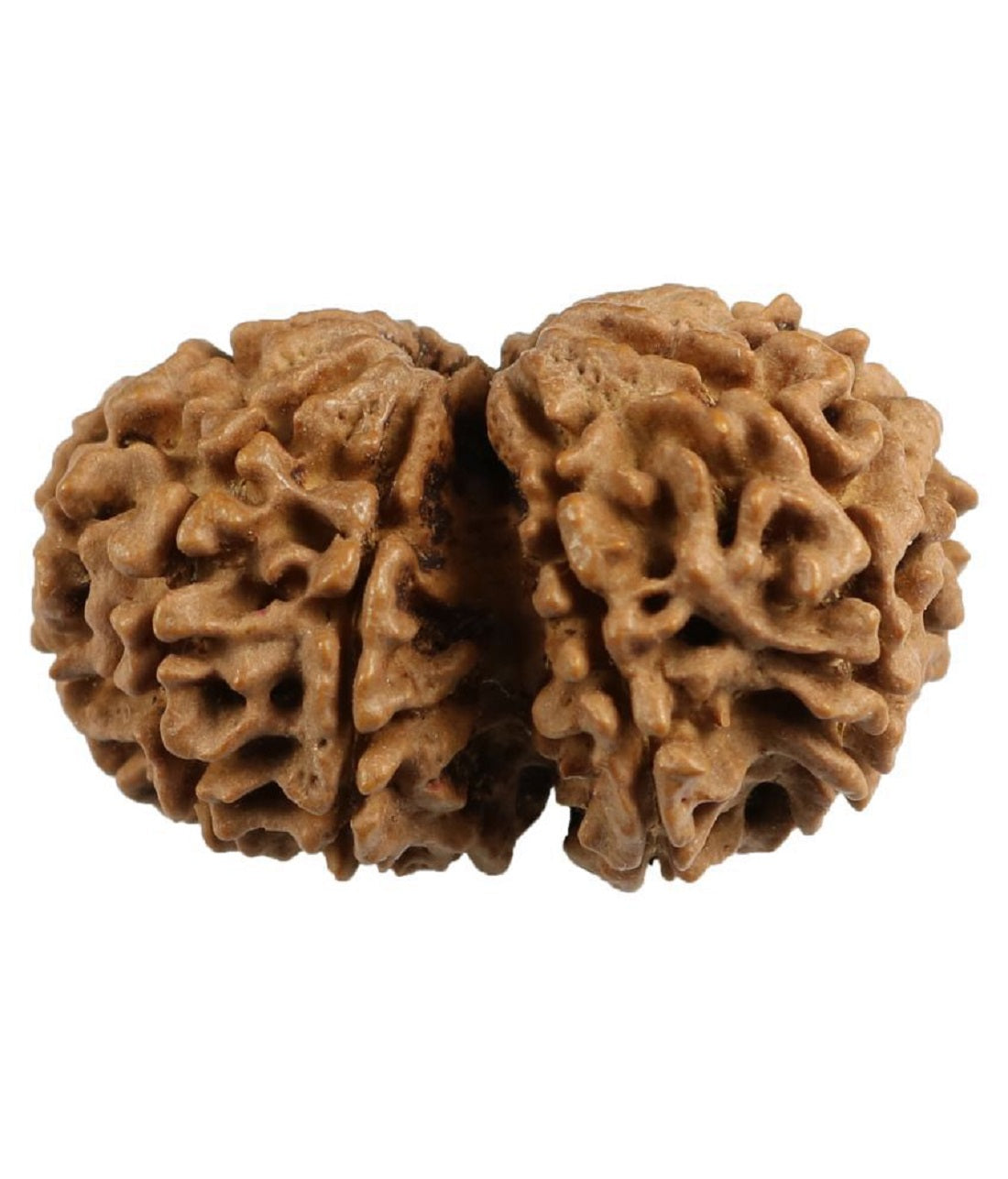 ShivaRatna Gauri Shankar Rudraksha - Certified - Nepal (Mature & Premium Bead) with Strong Natural Joint - ShivaRatna