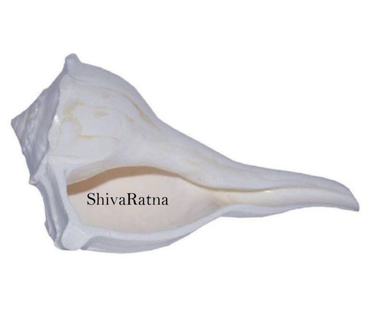 ShivaRatna Dakshinamukhi Shankh/Dhakshinavarti Shankh/Valampuri Shankh / दक्षिणावर्ती शंख (6 Inch Size) Natural Shankh for Laxmi Pujan - ShivaRatna