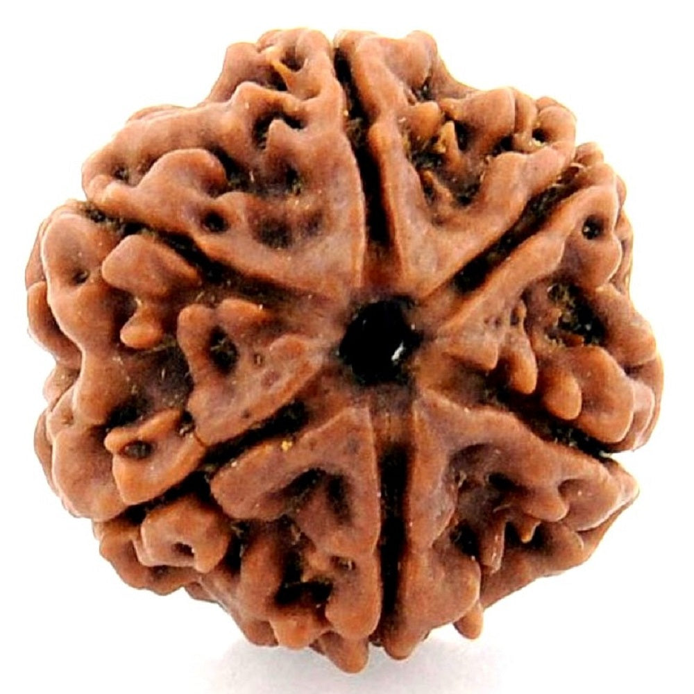 Brown rudraksha bead on a white background