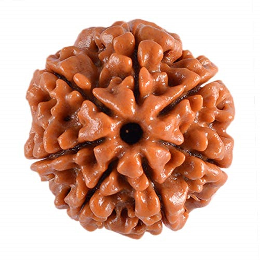 Brown rudraksha bead on a white background