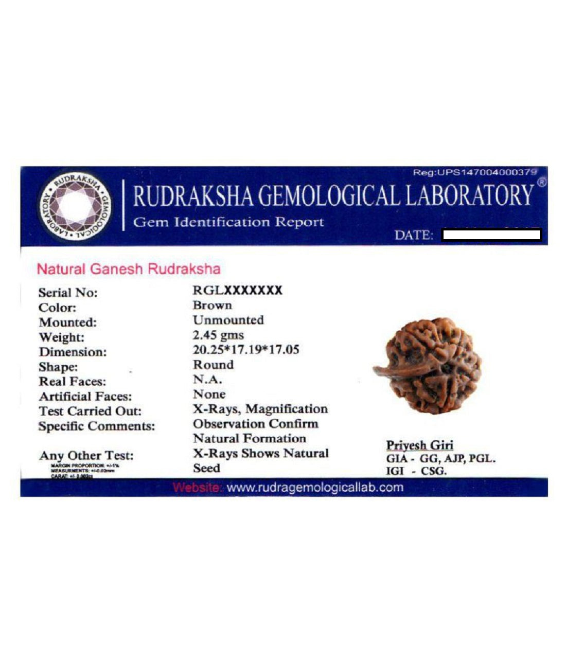 ShivaRatna powerful 7 Mukhi  and Ganesh Rudraksha combination.