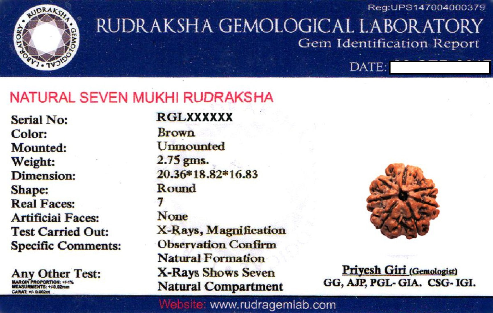 certified rudraksha