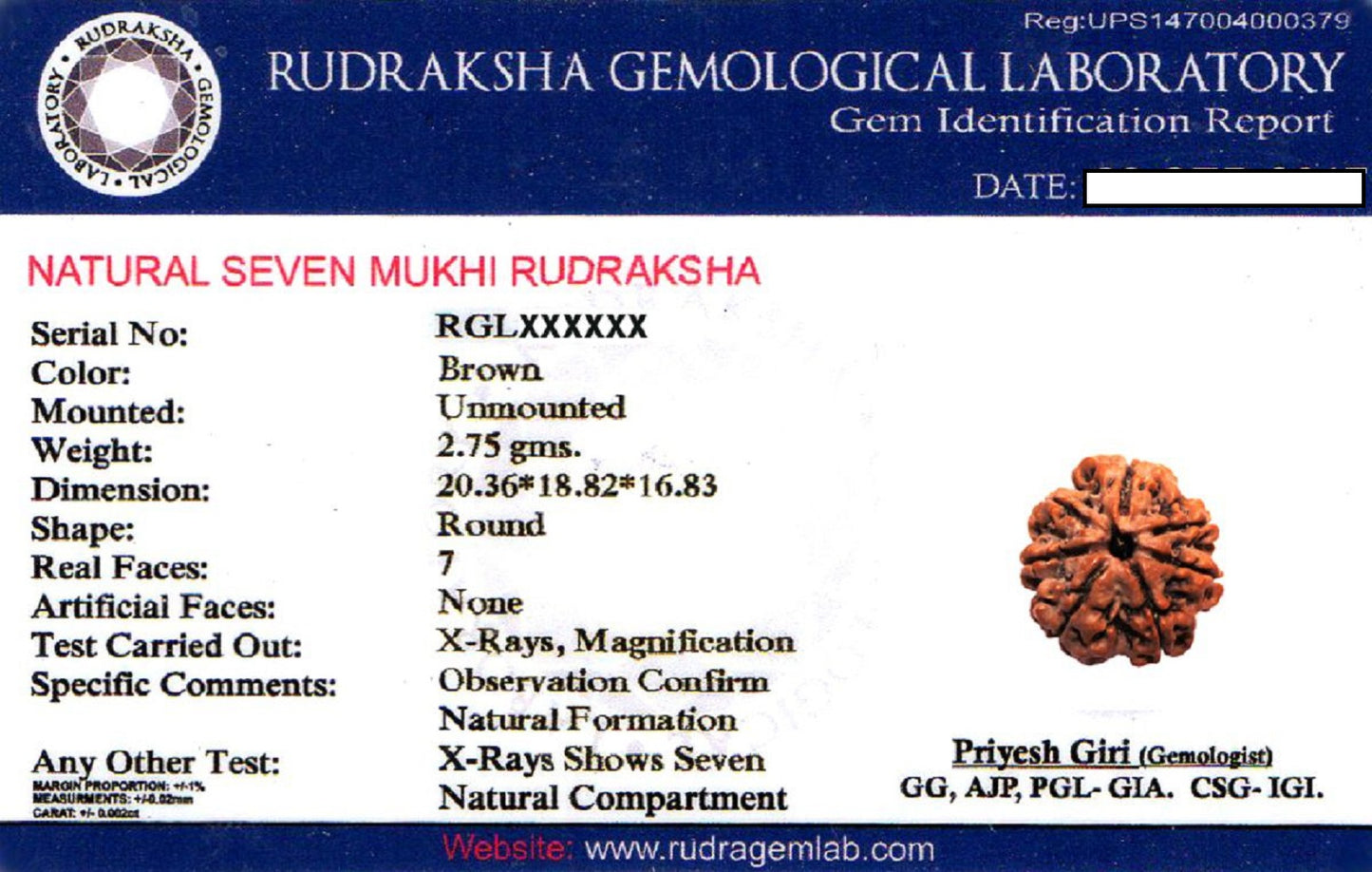 ShivaRatna 7 Mukhi Nepali Rudraksha Guru Mani with 108+1 Beads of 5 Mukhi Rudraksha Mala (Pure Silver Cap + Lab Certified)