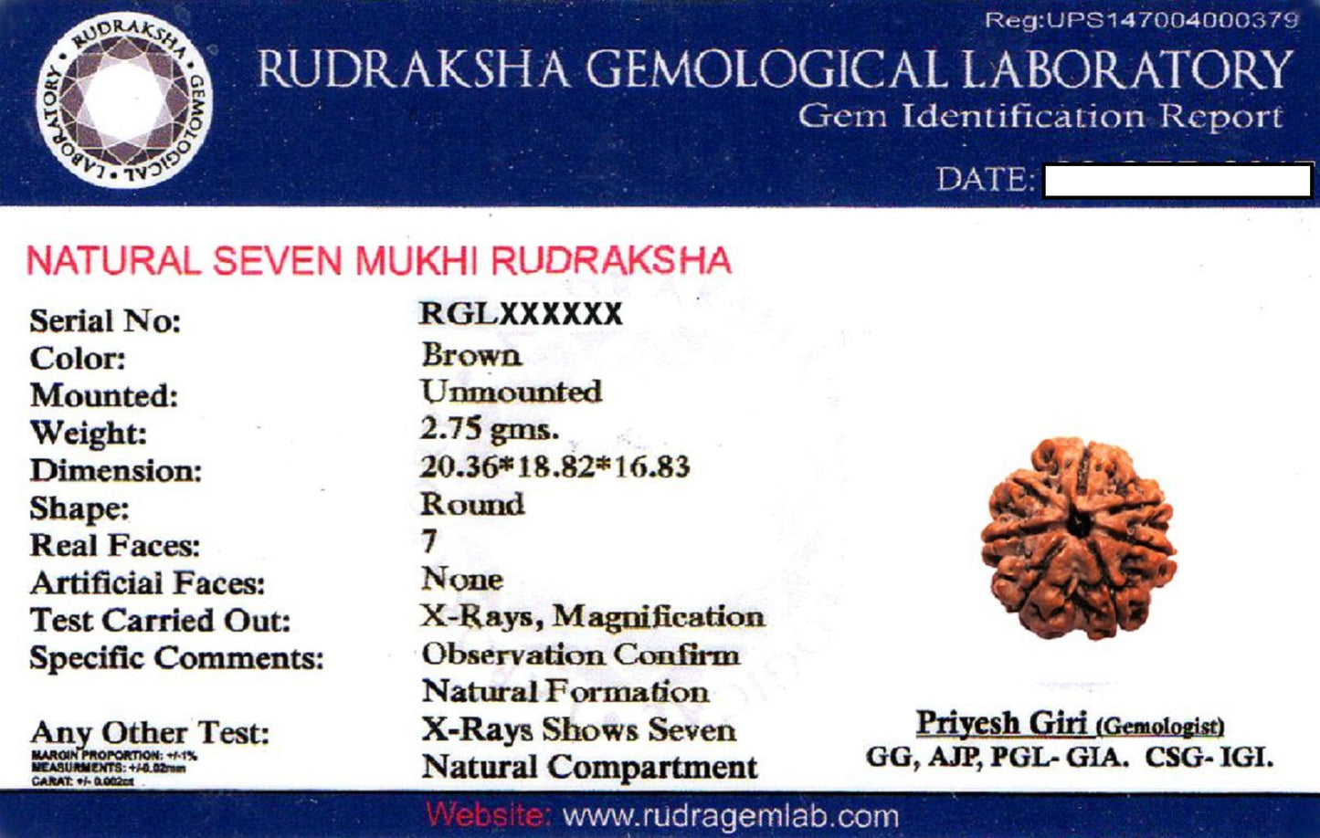 ShivaRatna powerful 7 Mukhi  and Ganesh Rudraksha combination.