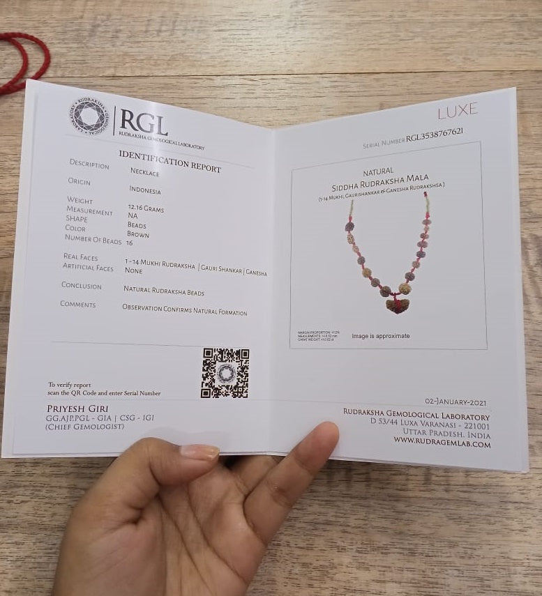 ShivaRatna Siddha Rudraksha Mala 1-14 Mukhi (Elite Beads) - Lab Certified