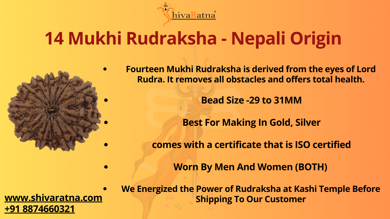 ShivaRatna 14  Mukhi Lab Certified Rudraksha (Origin Nepali) Premium Bead