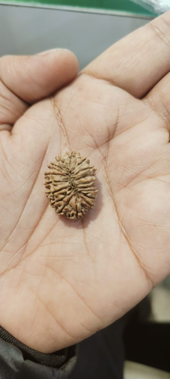 17mukhi by shivaratna