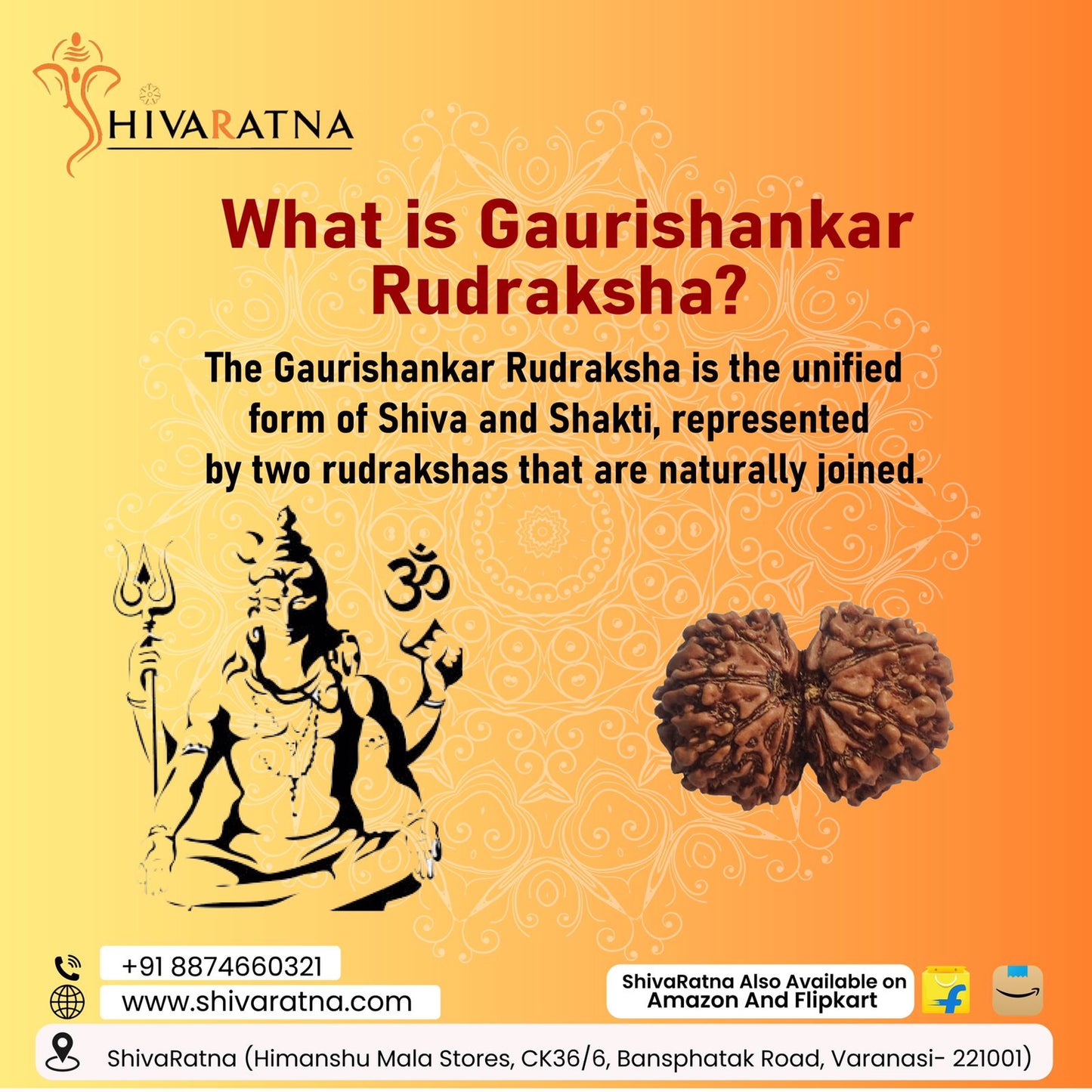 ShivaRatna Gauri Shankar Rudraksha with Certificate of Authenticity (Elite Range) Collector Size