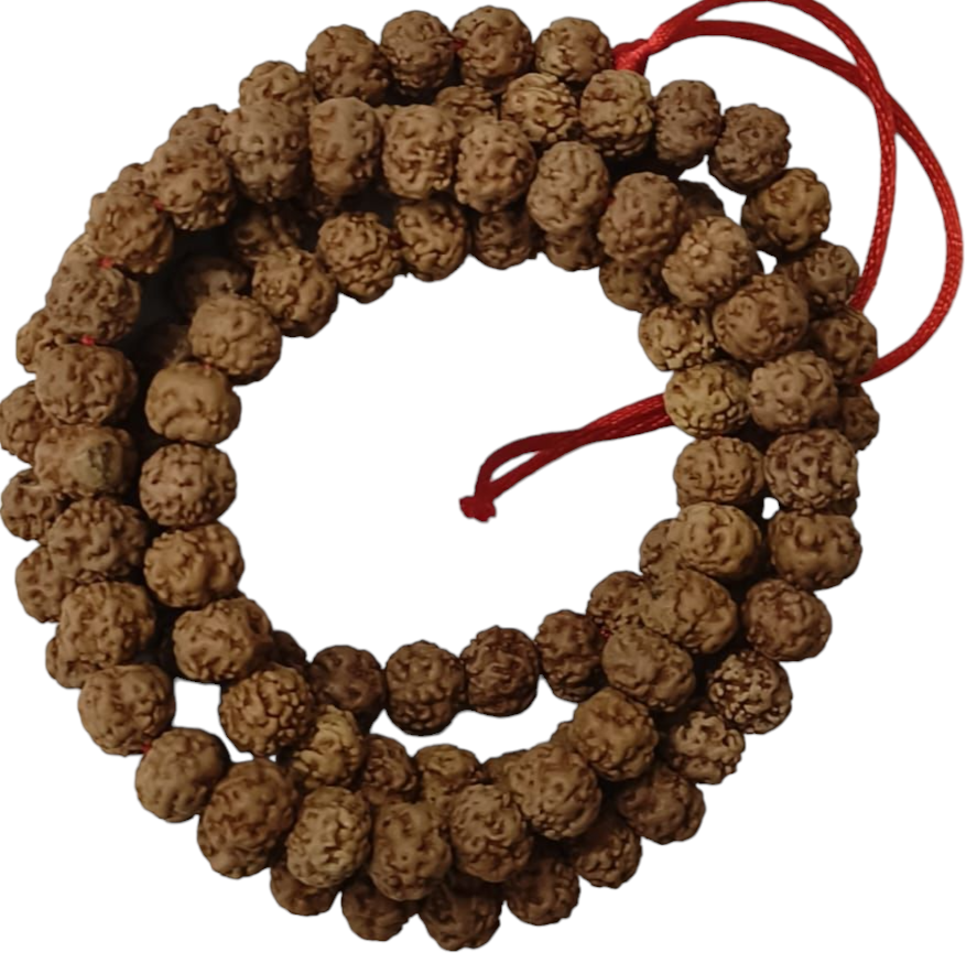 0mukhi rudraksha by shivaratna