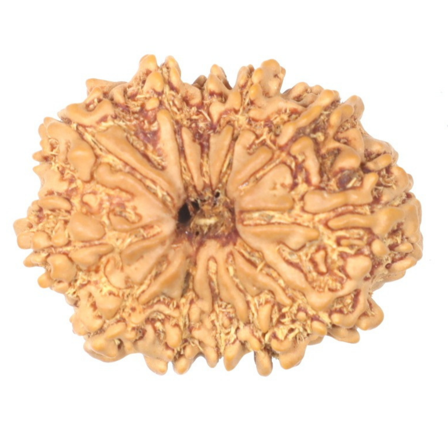 Close-up of a brown, textured object on a white background