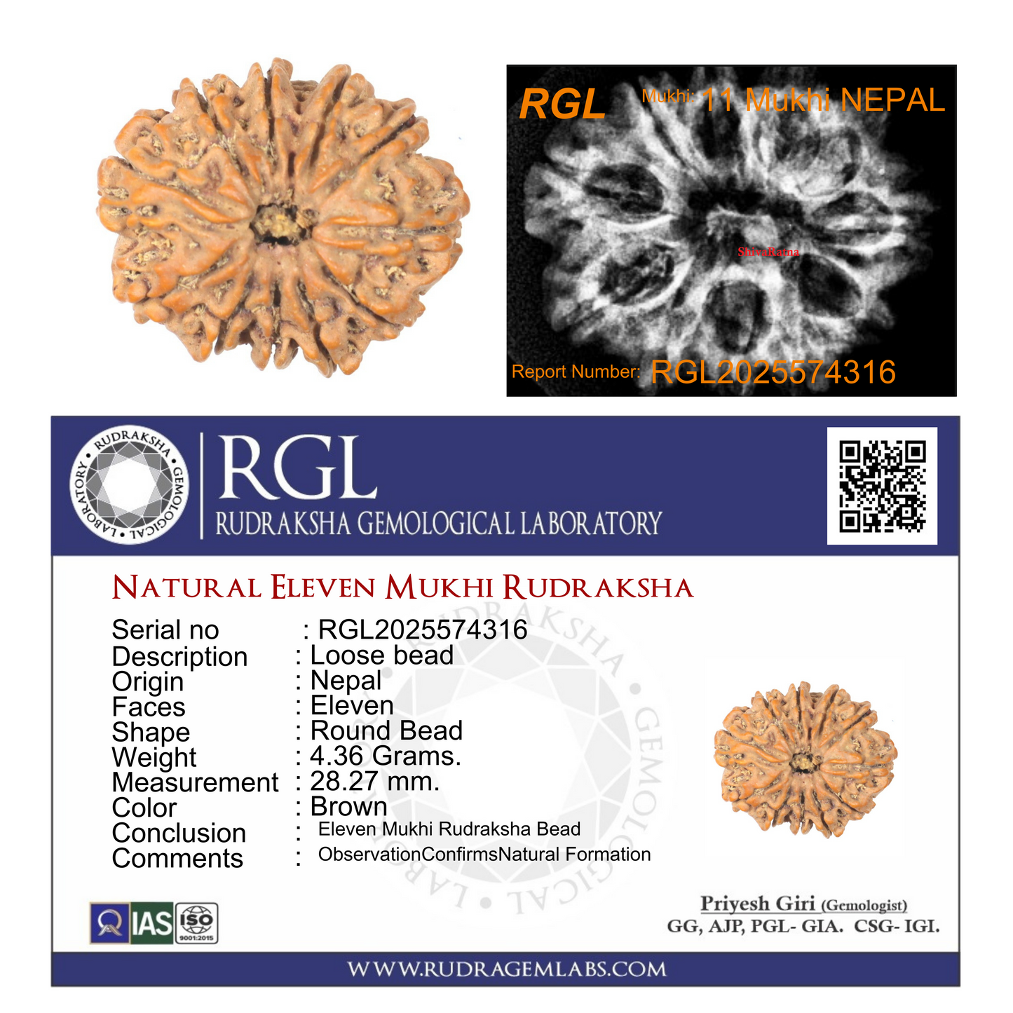 ShivaRatna 11 Mukhi Rudraksha Bead – Nepal Origin | X-Ray Verified | Handpicked | Mature & Premium Quality - ShivaRatna