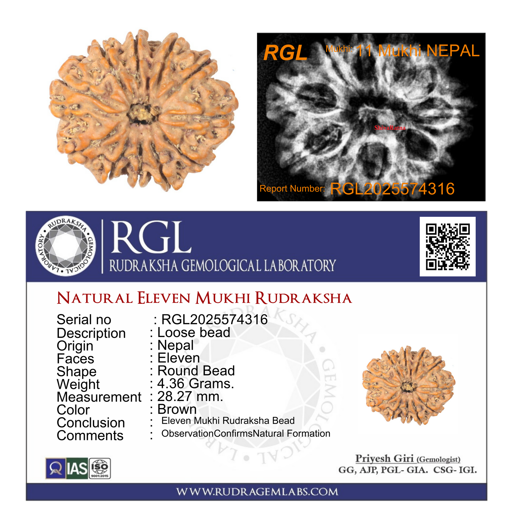 ShivaRatna 11 Mukhi Rudraksha Bead – Nepal Origin | X-Ray Verified | Handpicked | Mature & Premium Quality - ShivaRatna