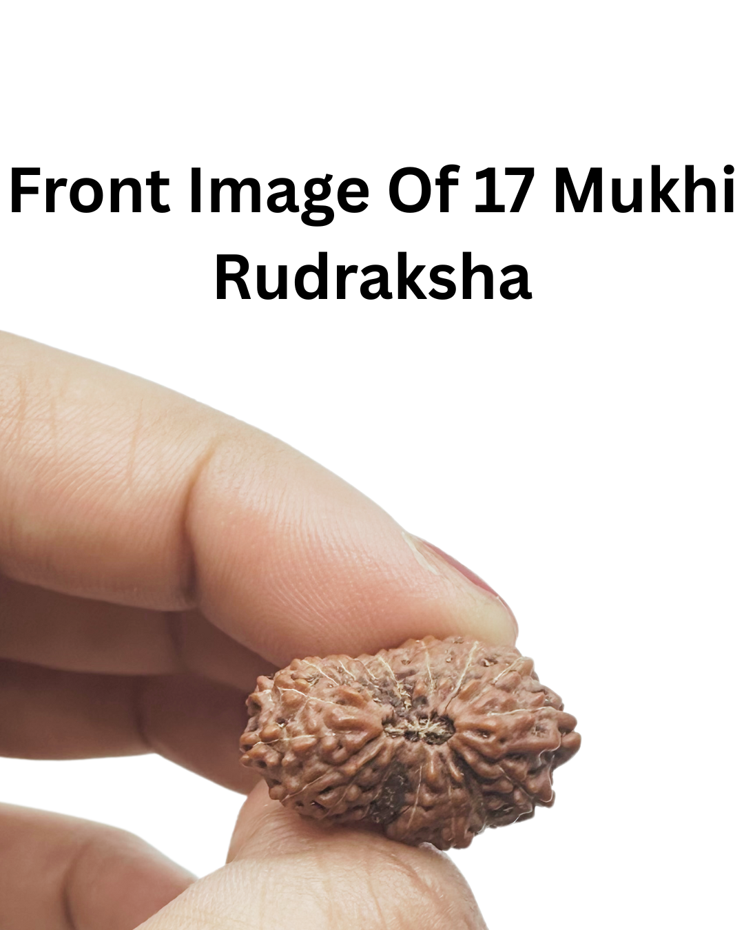 hand picked rudrakhsa