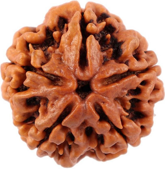 Brown rudraksha bead on a white background