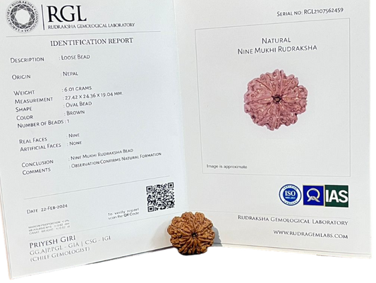 ShivaRatna 9 Mukhi/Nine Face Rudraksha with Certificate of Authenticity(Elite Range) Collector Size - ShivaRatna