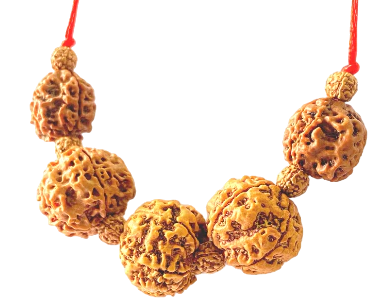 combination of 3+5 mukhi nepali rudraksha