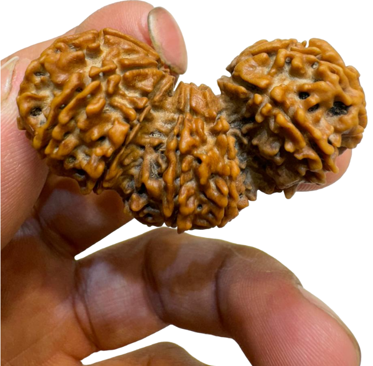 shivaratna tijuti rudraksha
