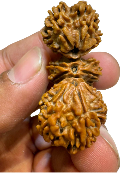 14mukhi trijuti rudraksha